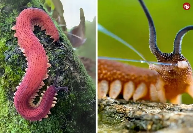 ببینید| کِرم  مخملی؛ یک کِرم زیبا با سلاحی عجیب و مخفی