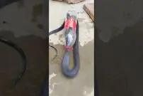 (ویدئو) مار تشنه برای نوشیدن آب وارد بطری پلاستیکی شد