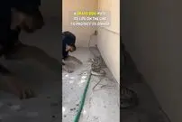 (ویدئو) لحظه نجات دادن جان انسان ها توسط حیوانات خانگی