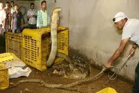 (ویدئو) مهارت دیدنی یک مارگیر هندی در زنده گیری یک مار شاه کبرای بزرگ