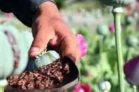 خشخاش به مزارع ایران برمی‌گردد؟