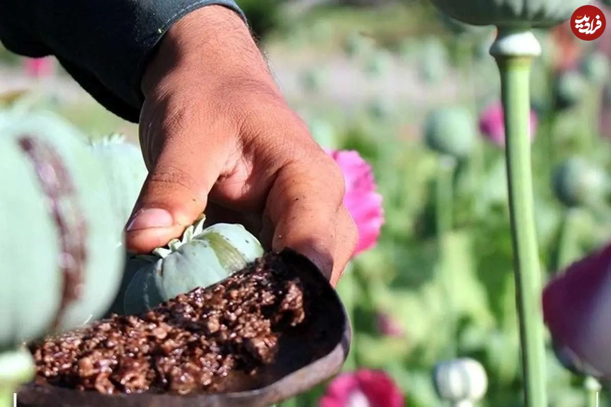 خشخاش به مزارع ایران برمی‌گردد؟