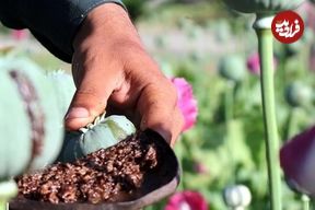 خشخاش به مزارع ایران برمی‌گردد؟