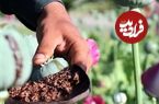 خشخاش به مزارع ایران برمی‌گردد؟