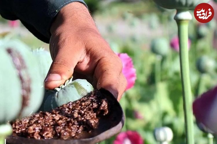 خشخاش به مزارع ایران برمی‌گردد؟