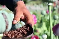 خشخاش به مزارع ایران برمی‌گردد؟