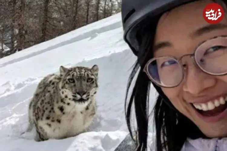 ببینید| تلاش زن اسکی‌باز برای گرفتن سلفی با پلنگ برفی در چین به قیمت جان