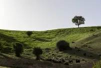تصاویر| مشایخ؛ دهستانی بکر که طبیعت در آن نفس می‌کشد