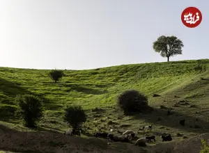 تصاویر| مشایخ؛ دهستانی بکر که طبیعت در آن نفس می‌کشد