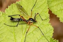 تصاویر| مگس جرثقیل؛ بزرگترین پشه دنیا که شبیه جرثقیل است و حیات جنگل را زنده نگه می‌دارند!