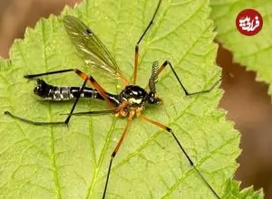 تصاویر| مگس جرثقیل؛ بزرگترین پشه دنیا که شبیه جرثقیل است و حیات جنگل را زنده نگه می‌دارند!