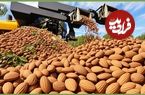 ببینید؛ مراحل کاشت، برداشت و فرآوری صدها تن بادام در مزارع کالیفرنیای آمریکا