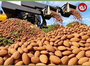 ببینید؛ مراحل کاشت، برداشت و فرآوری صدها تن بادام در مزارع کالیفرنیای آمریکا