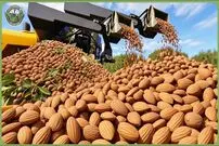 ببینید؛ مراحل کاشت، برداشت و فرآوری صدها تن بادام در مزارع کالیفرنیای آمریکا