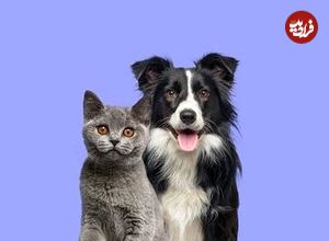 ( ویدیو) تلاش یک سگ برای نجات گربه از غرق شدن 