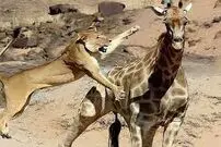 (ویدئو) لگدمال شدن یک شیر زیر پاهای زرافه 