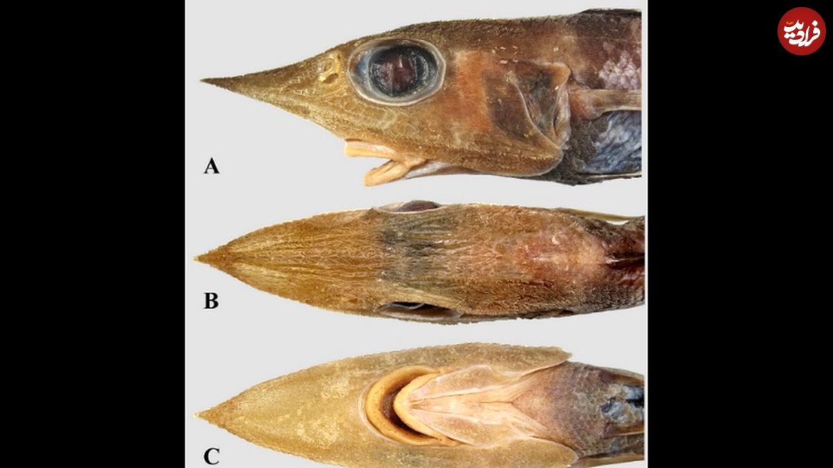 کشف گونۀ عجیبی از «ماهی» که شبیه کابوس است!