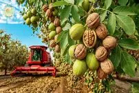 ببینید| نگاهی به مراحل کاشت و برداشت هزاران تن گردو از باغات کالیفرنیا