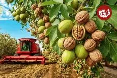 ببینید| نگاهی به مراحل کاشت و برداشت هزاران تن گردو از باغات کالیفرنیا