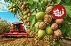 ببینید| نگاهی به مراحل کاشت و برداشت هزاران تن گردو از باغات کالیفرنیا
