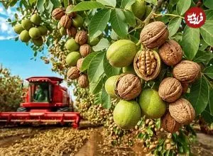 ببینید| نگاهی به مراحل کاشت و برداشت هزاران تن گردو از باغات کالیفرنیا