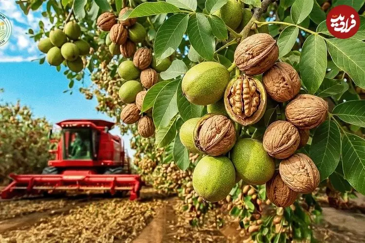 ببینید| نگاهی به مراحل کاشت و برداشت هزاران تن گردو از باغات کالیفرنیا