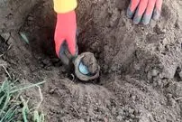 زن و شوهر روستایی «کوزۀ سکّه‌های 300 ساله» را در مزرعه‌شان پیدا کردند