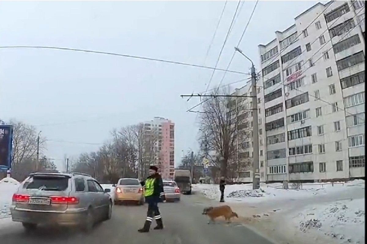 (ویدئو) کمک افسر پلیس به یک سگ برای عبور از خیابان