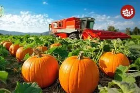 ببینید| چگونه کشاورزان آمریکایی میلیون‌ها کدو تنبل را برداشت می‌کنند؟