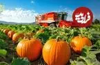 ببینید| چگونه کشاورزان آمریکایی میلیون‌ها کدو تنبل را برداشت می‌کنند؟