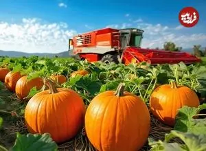 ببینید| چگونه کشاورزان آمریکایی میلیون‌ها کدو تنبل را برداشت می‌کنند؟