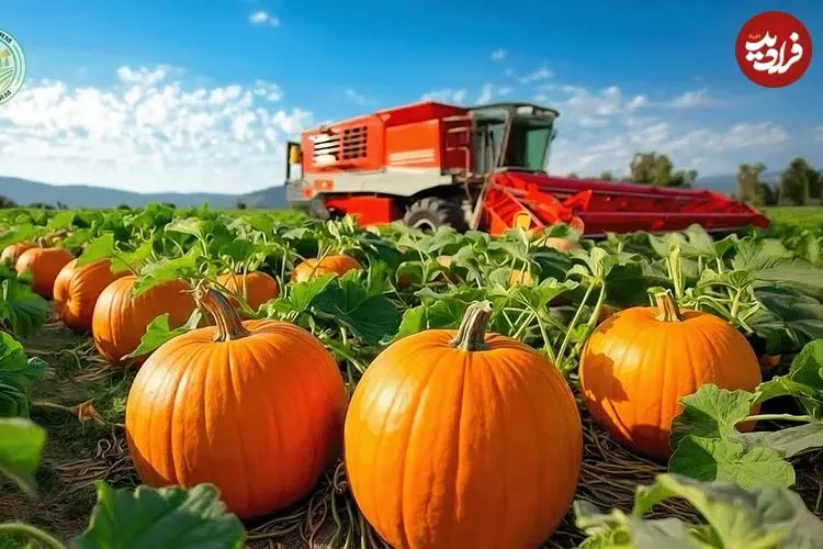 ببینید| چگونه کشاورزان آمریکایی میلیون‌ها کدو تنبل را برداشت می‌کنند؟
