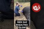 (ویدئو) نجات دادن یک گاو در مرز انفجار توسط دامپزشک با خالی کردن گاز شکم