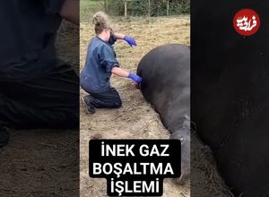 (ویدئو) نجات دادن یک گاو در مرز انفجار توسط دامپزشک با خالی کردن گاز شکم