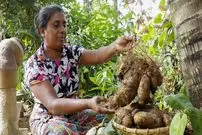 ببینید| غذای روستایی در سریلانکا؛ برداشت یام وحشی و پخت غذای سنتی با آن