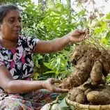 ببینید| غذای روستایی در سریلانکا؛ برداشت یام وحشی و پخت غذای سنتی با آن