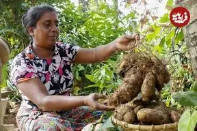 ببینید| غذای روستایی در سریلانکا؛ برداشت یام وحشی و پخت غذای سنتی با آن