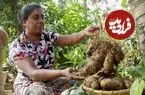 ببینید| غذای روستایی در سریلانکا؛ برداشت یام وحشی و پخت غذای سنتی با آن