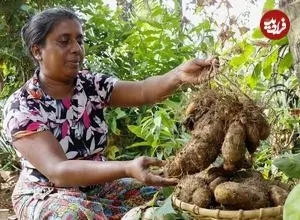 ببینید| غذای روستایی در سریلانکا؛ برداشت یام وحشی و پخت غذای سنتی با آن