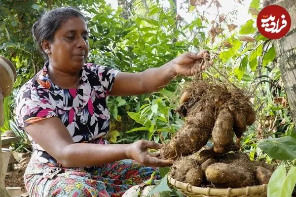 ببینید| غذای روستایی در سریلانکا؛ برداشت یام وحشی و پخت غذای سنتی با آن