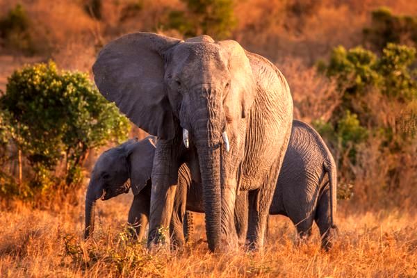 (ویدئو) درگیری فیل خشمگین با گاومیش ها