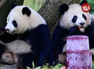 عکس| دو پاندای غول‌پیکر پس از توافق شی جین‌پینگ و دونالد ترامپ وارد ایالات متحده شدند