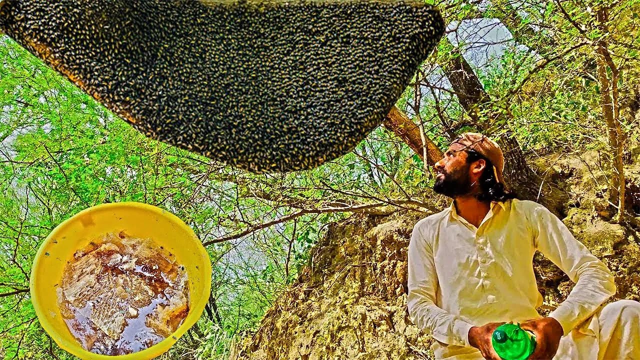 (ویدئو) شکار یک قاب عسل وحشی بزرگ درختی توسط جوان شجاع پاکستانی