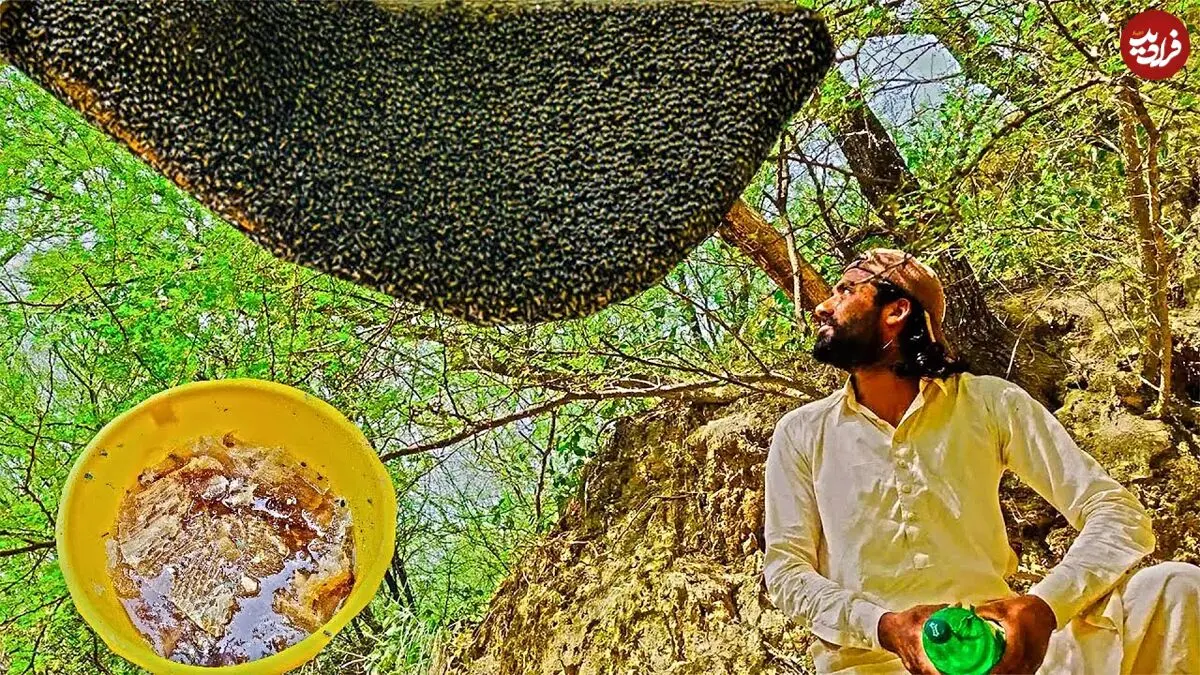 (ویدئو) شکار یک قاب عسل وحشی بزرگ درختی توسط جوان شجاع پاکستانی
