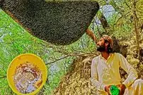 (ویدئو) شکار یک قاب عسل وحشی بزرگ درختی توسط جوان شجاع پاکستانی