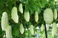 (ویدئو) عملیات کاشت و برداشت خربزه ژاپنی، تلخ ترین میوه جهان
