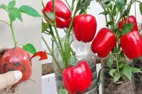 (ویدئو) راهنمای کشاورزی خانگی؛ چگونه فلفل دلمه‌ای را در گلدان بکاریم؟