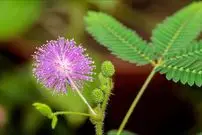 معرفی گیاه حساس «قهر و آشتی»