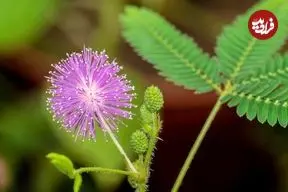 معرفی گیاه حساس «قهر و آشتی»