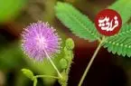 معرفی گیاه حساس «قهر و آشتی»